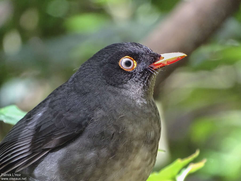 Slaty-backed Nightingale-Thrushadult, close-up portrait