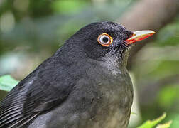 Slaty-backed Nightingale-Thrush