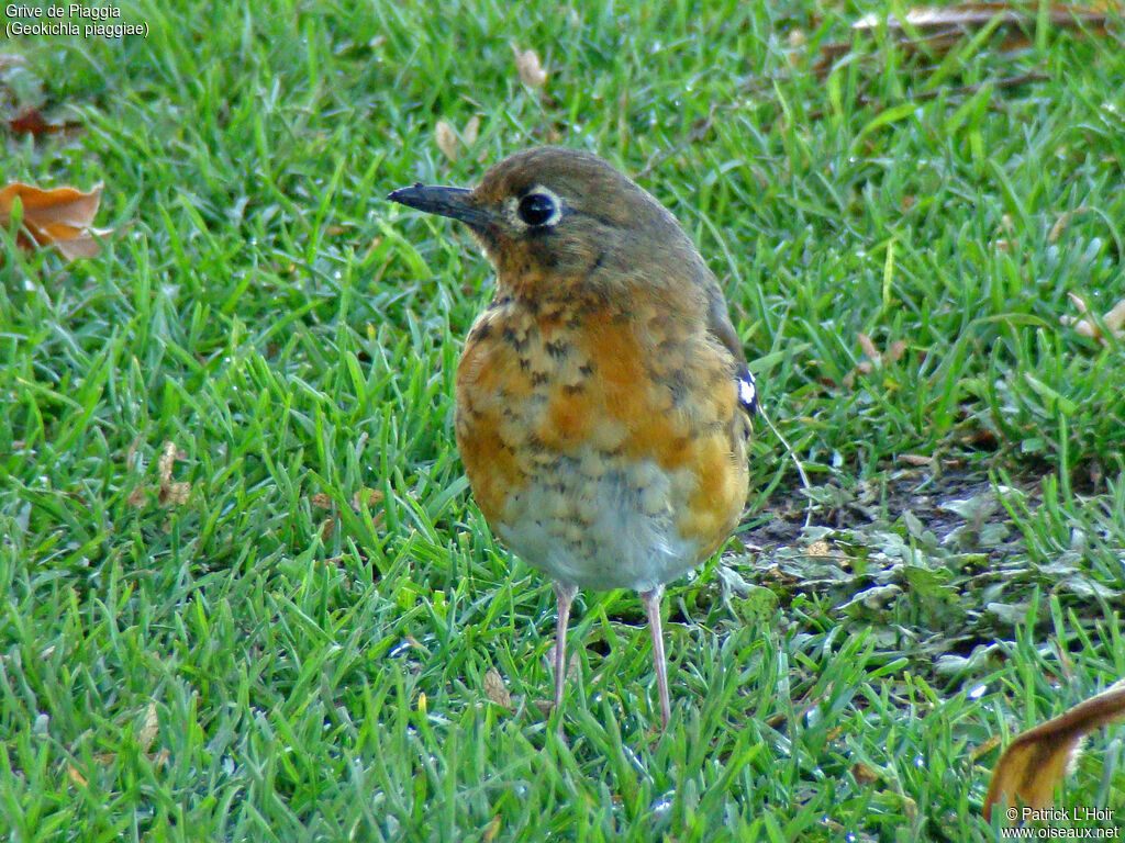 Abyssinian Ground Thrush