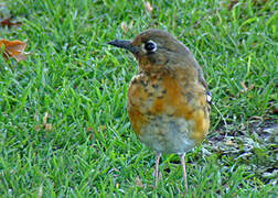 Abyssinian Ground Thrush