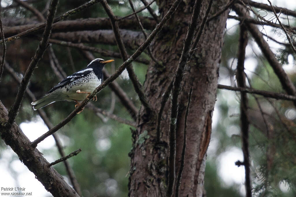 Pied Thrush male adult