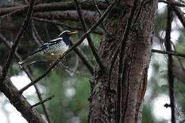 Pied Thrush