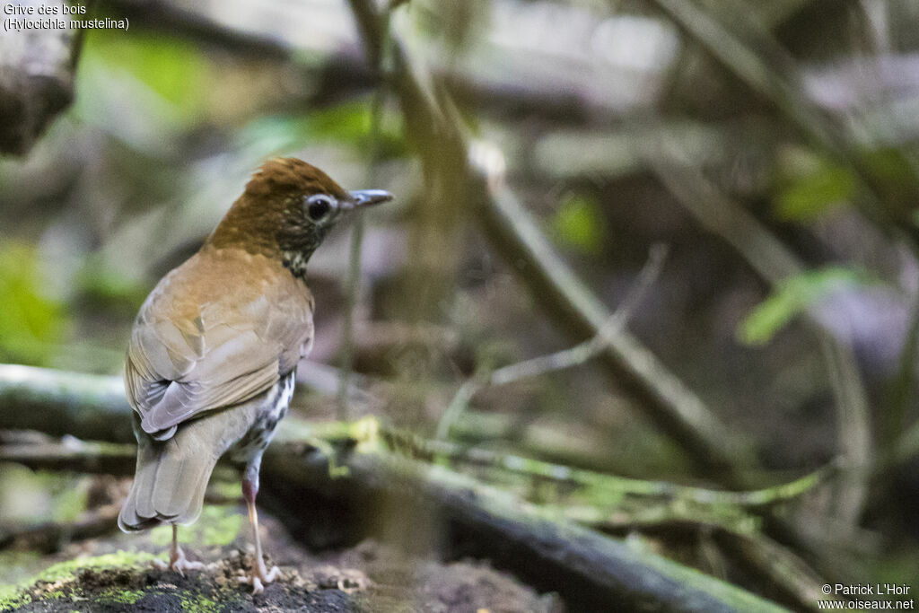 Wood Thrush