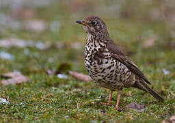 Mistle Thrush