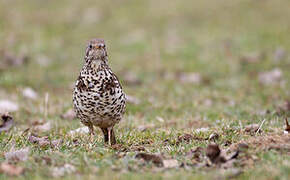 Mistle Thrush