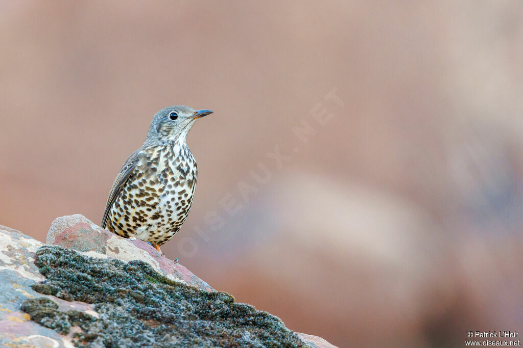 Mistle Thrush