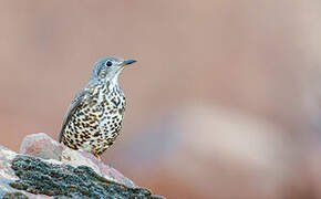 Mistle Thrush