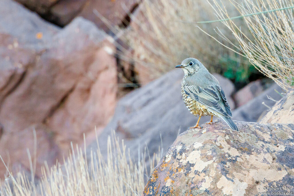 Mistle Thrush