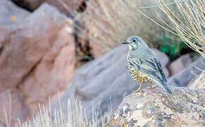 Mistle Thrush