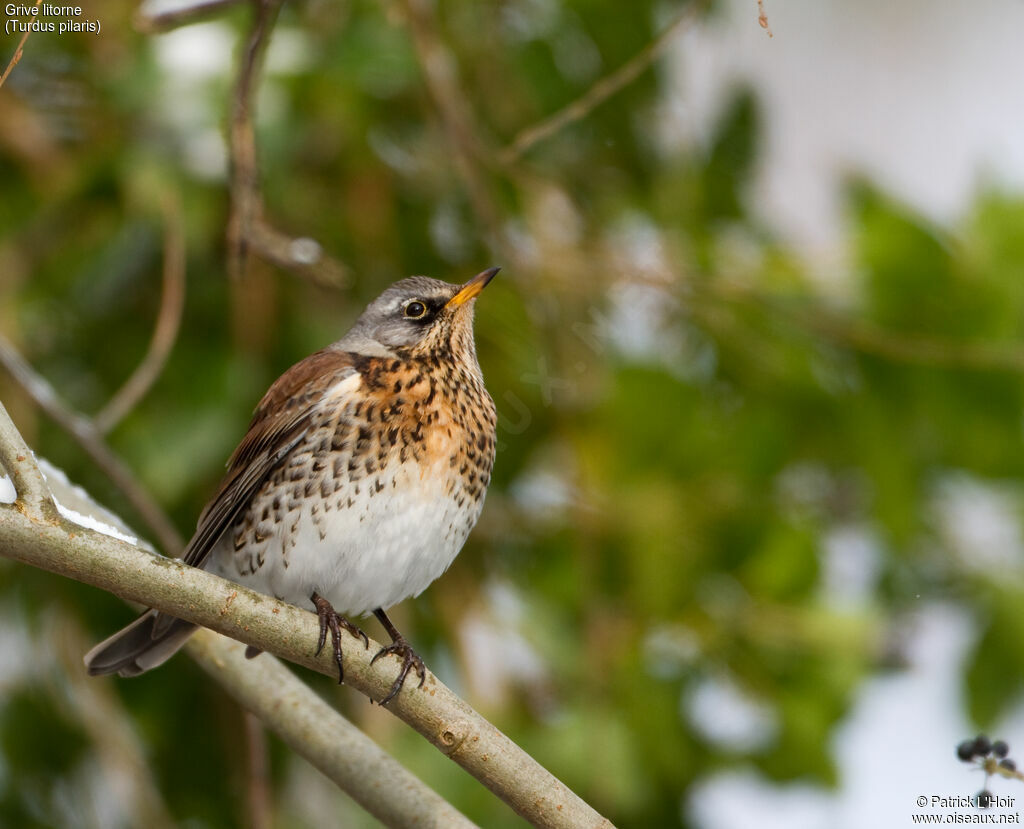 Fieldfare