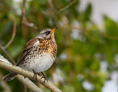 Fieldfare