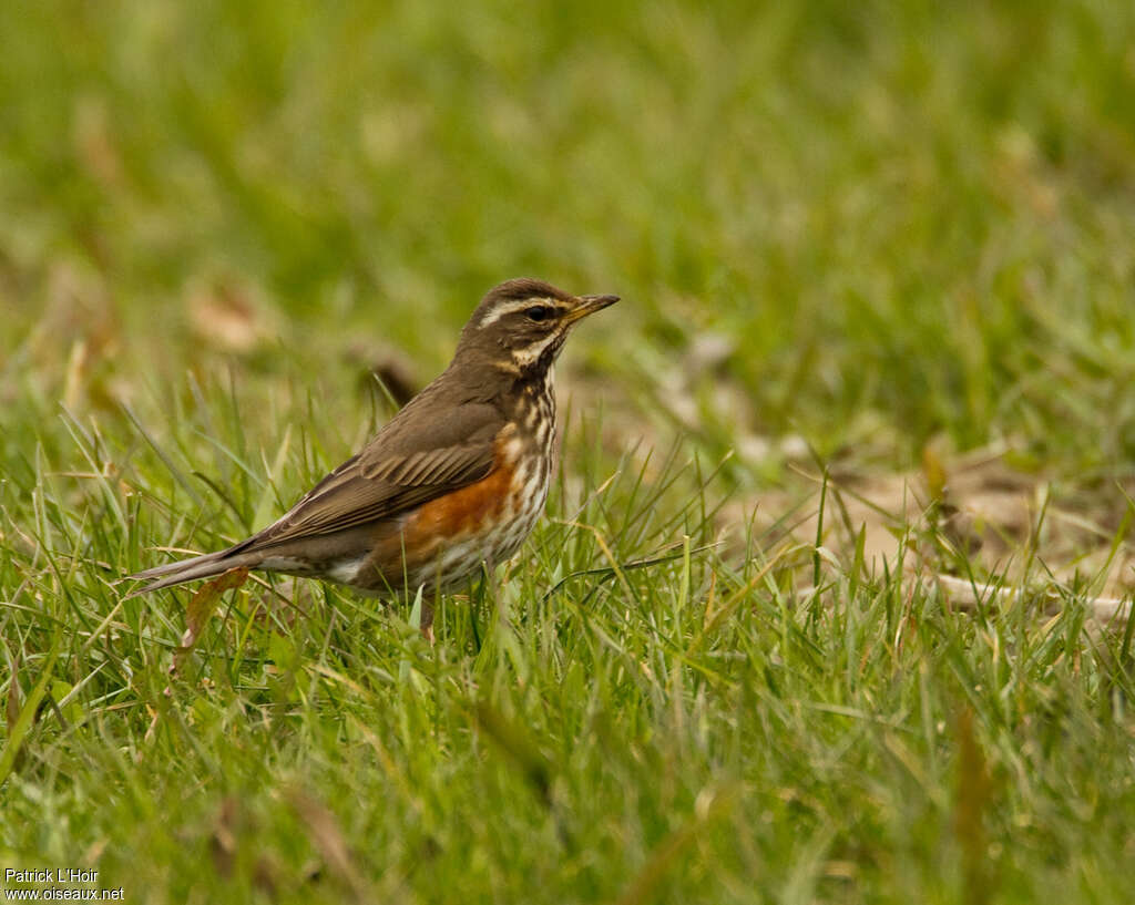 Grive mauvisadulte, habitat