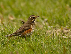 Redwing