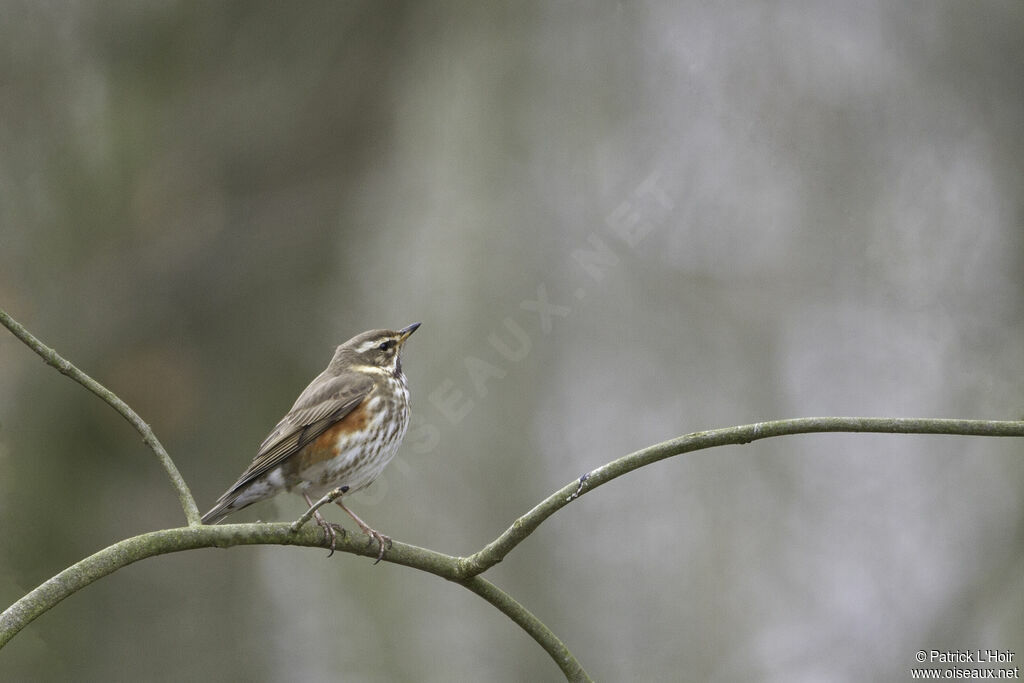 Redwing