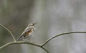 Redwing