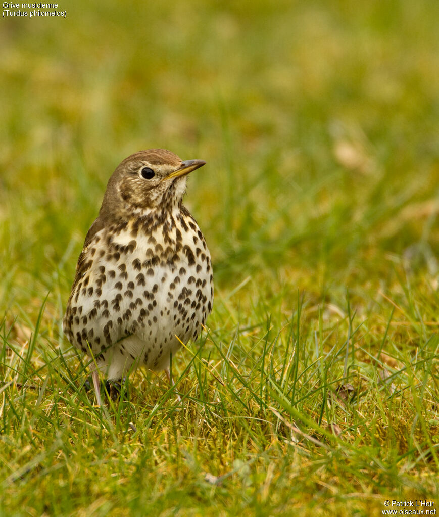 Song Thrush