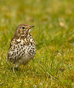 Song Thrush