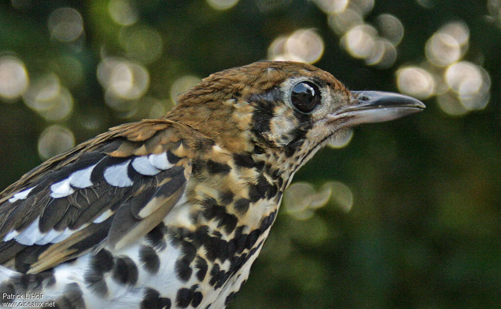 Spotted Ground Thrush