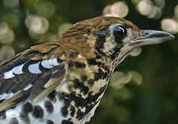 Spotted Ground Thrush