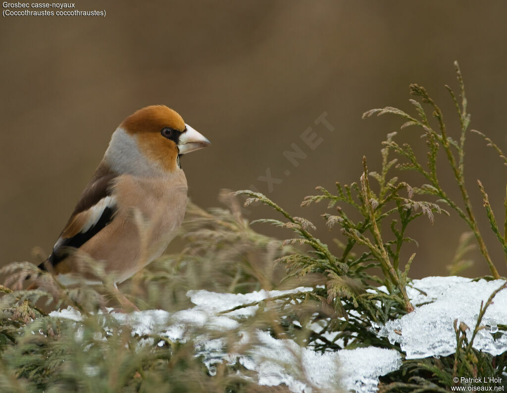 Hawfinch