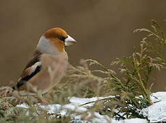 Hawfinch