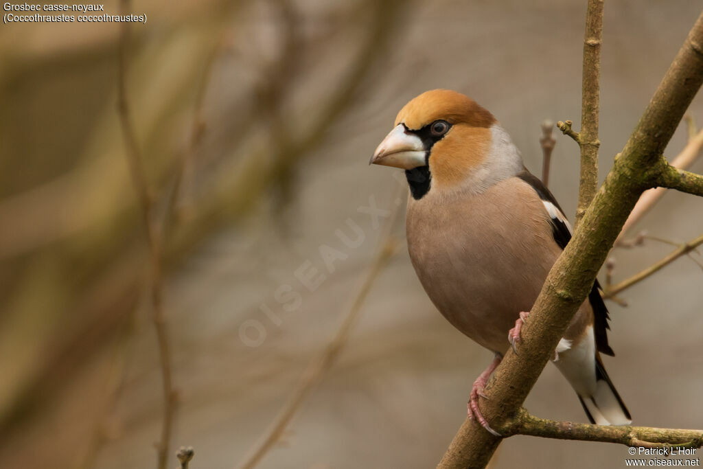 Hawfinch male adult