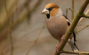 Hawfinch