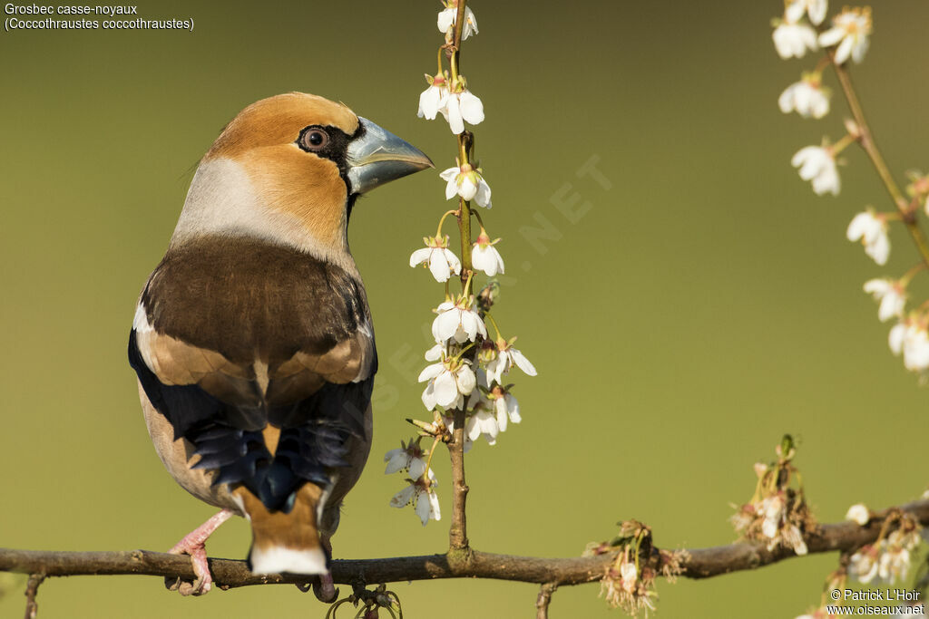 Hawfinch male adult