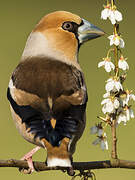 Hawfinch