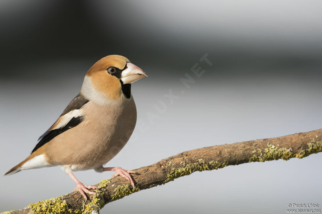 Hawfinch