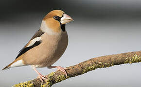 Hawfinch