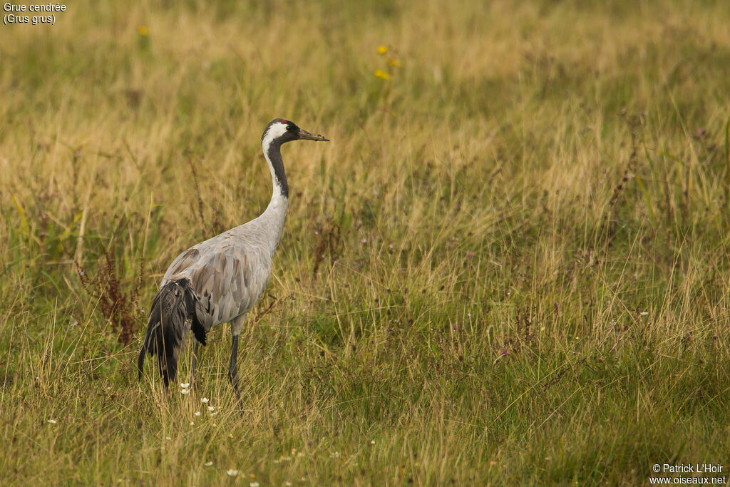 Common Crane