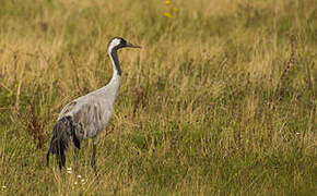 Common Crane