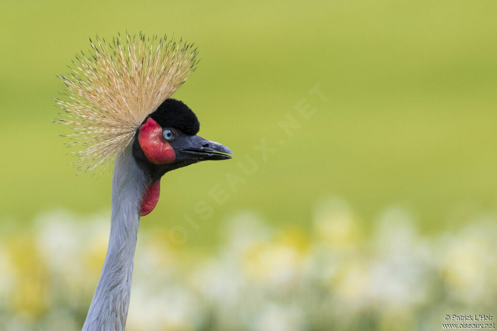 Black Crowned Crane