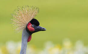 Black Crowned Crane