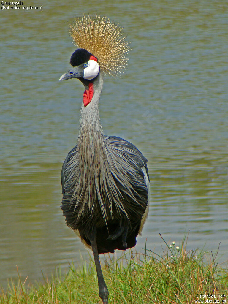 Grey Crowned Crane