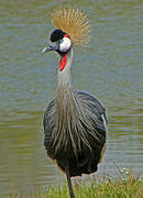 Grey Crowned Crane