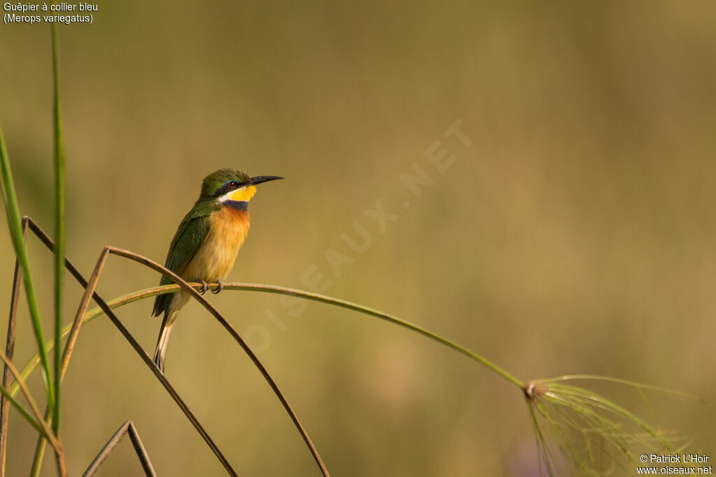 Blue-breasted Bee-eater