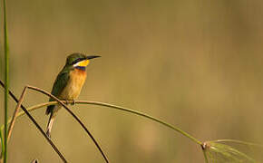 Blue-breasted Bee-eater