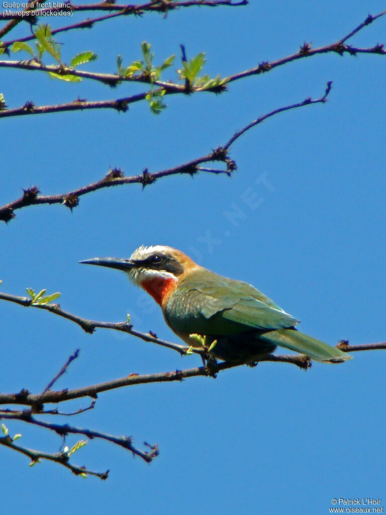 White-fronted Bee-eater