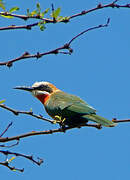 White-fronted Bee-eater