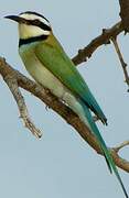 White-throated Bee-eater