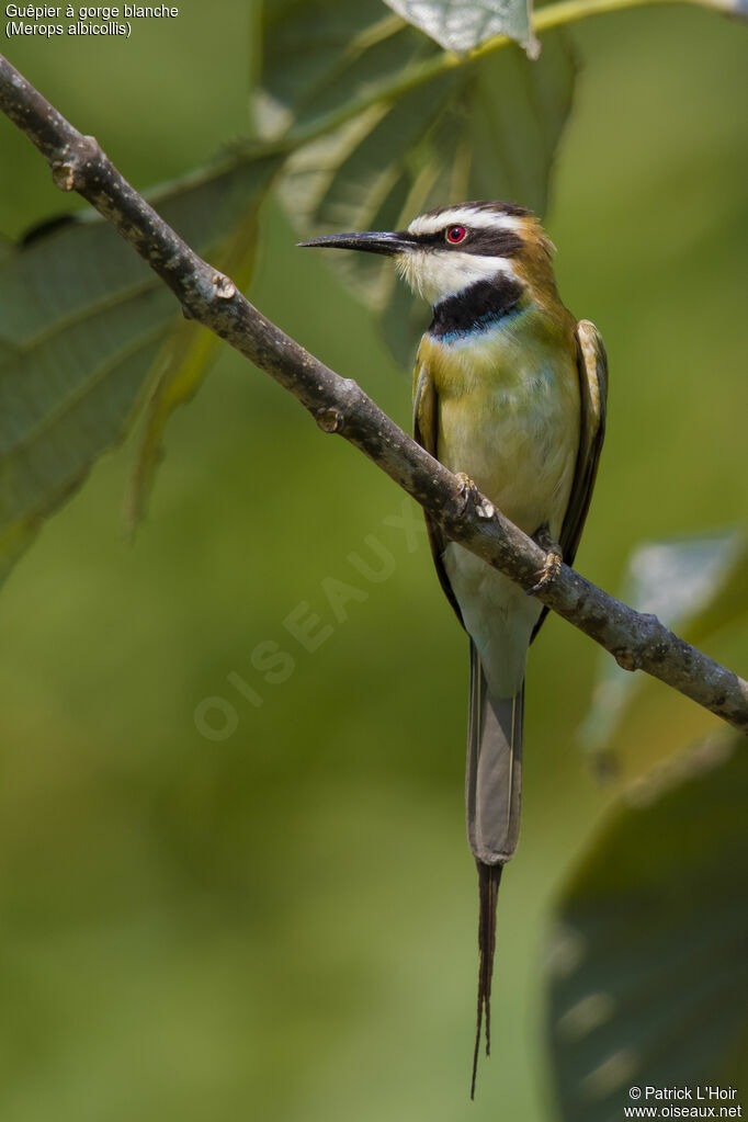 White-throated Bee-eateradult