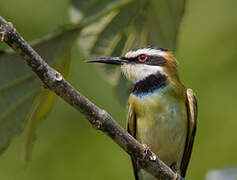 White-throated Bee-eater