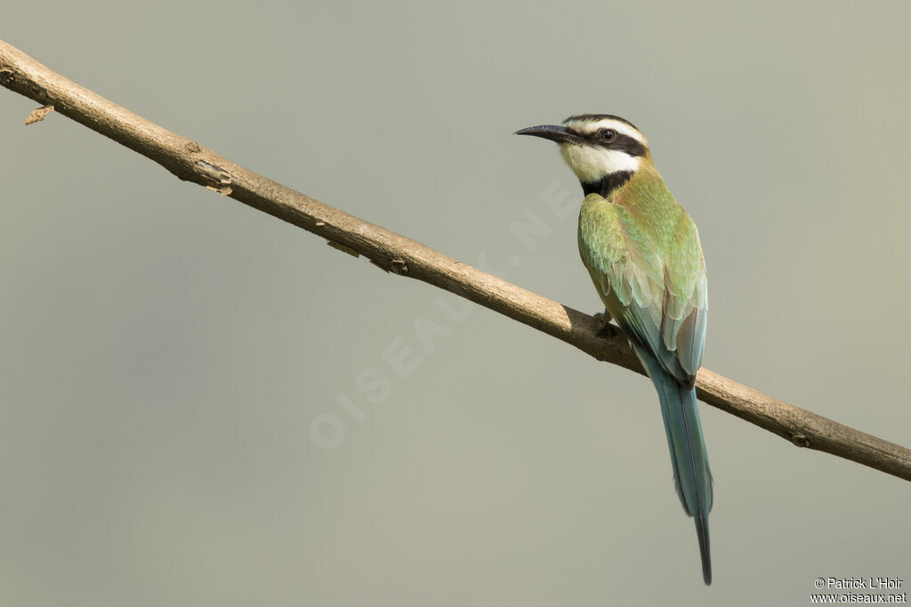 White-throated Bee-eater