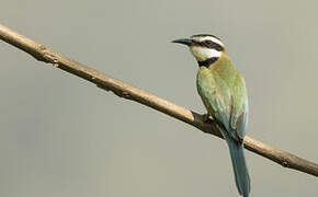 White-throated Bee-eater