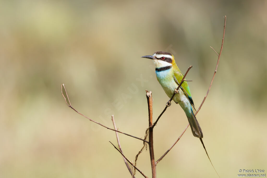 White-throated Bee-eater