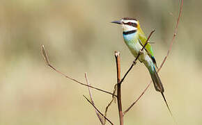 White-throated Bee-eater