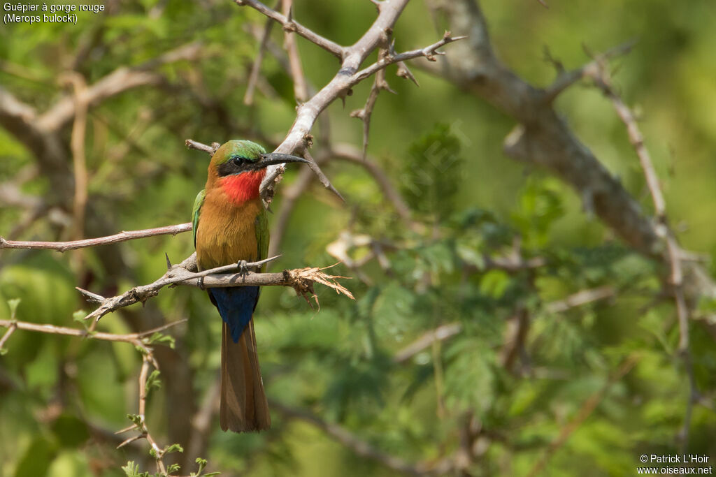 Red-throated Bee-eater