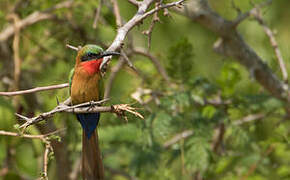 Red-throated Bee-eater